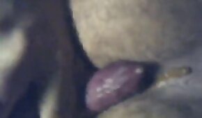 sexo com animais,vídeos de bestialidade