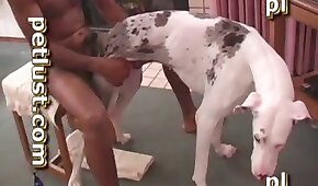 sexo de cachorro,zoológico foda pornô