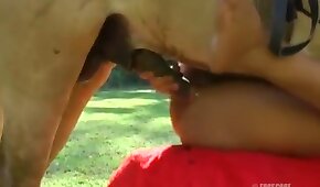 sexo com animais,bestialidade de cavalo