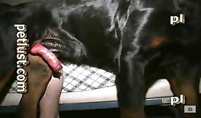 sexo de cachorro,zoológico foda pornô