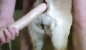 sexo de cachorro,sexo com animais