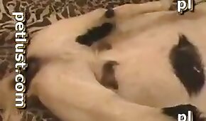 boquiaberto,pornô zoológico gay