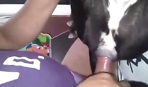 sexo de cachorro,zoológico foda pornô